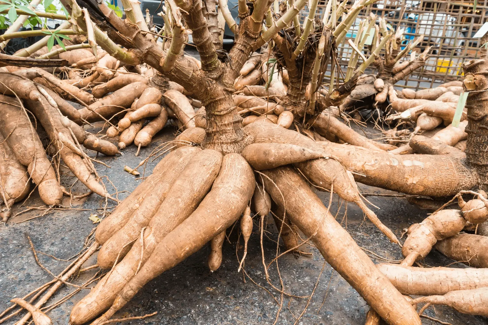 cassava root