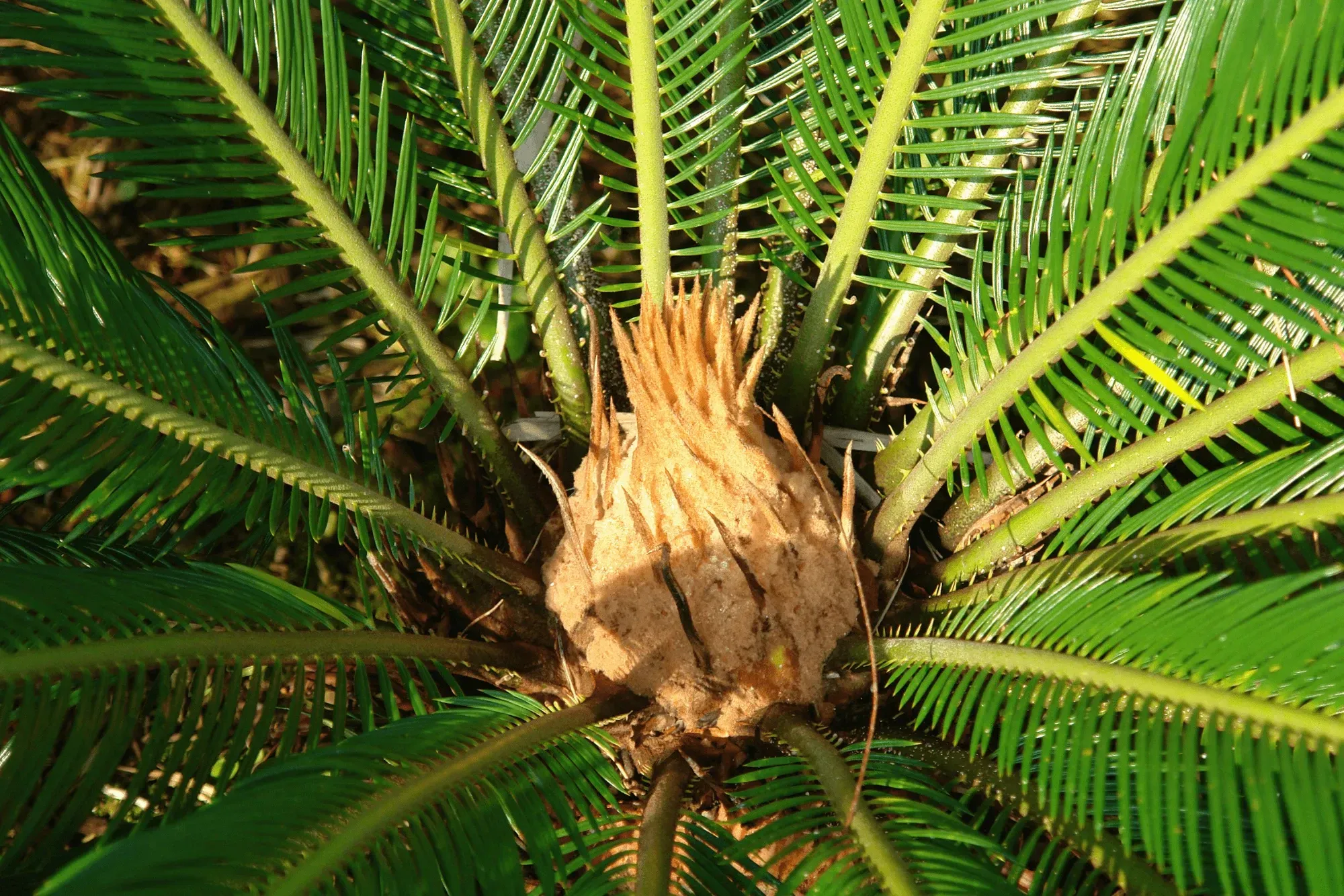 sago palm tree