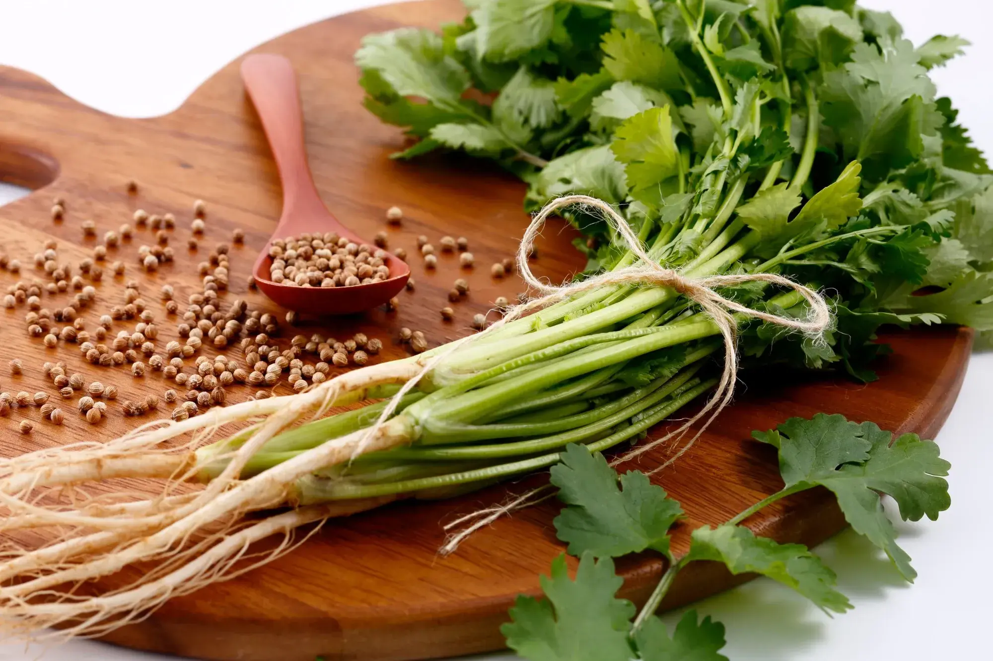 Coriander (Cilantro) Coriander (Cilantro)