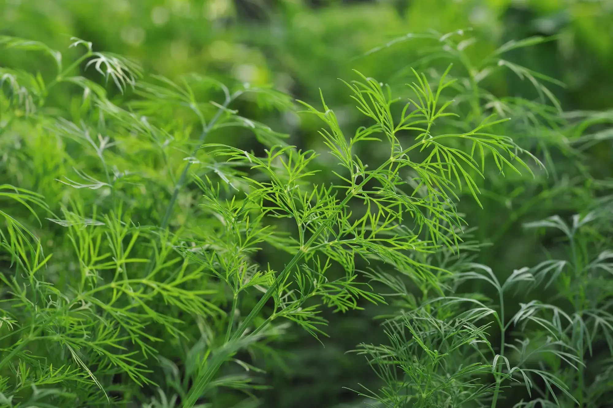 Dill (ผักชีลาว) Dill (ผักชีลาว)