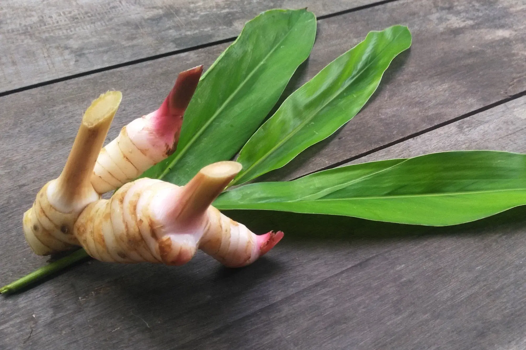 Galangal - Thai Herb Galangal