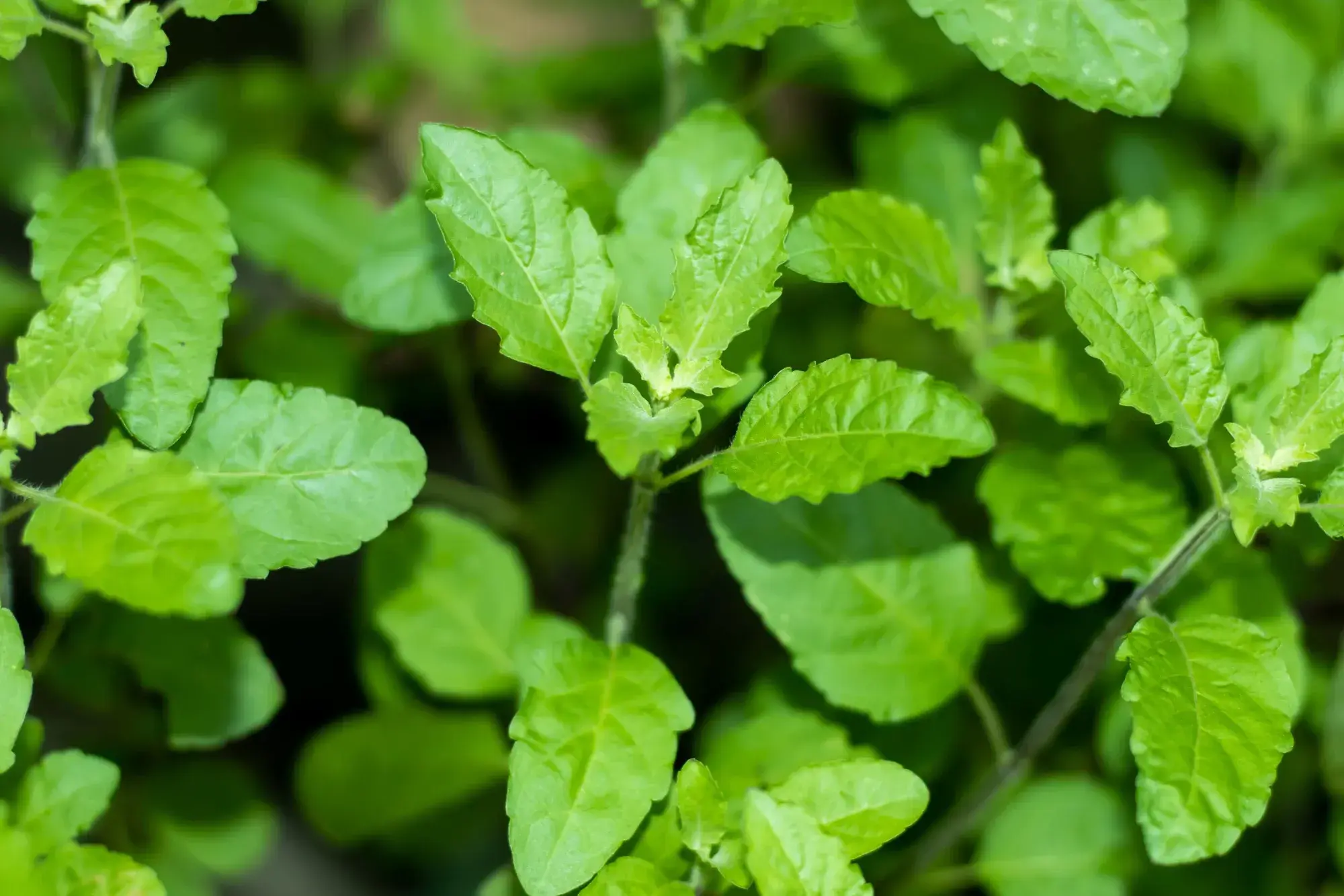 Holy Basil (กะเพรา) Holy Basil (กะเพรา)