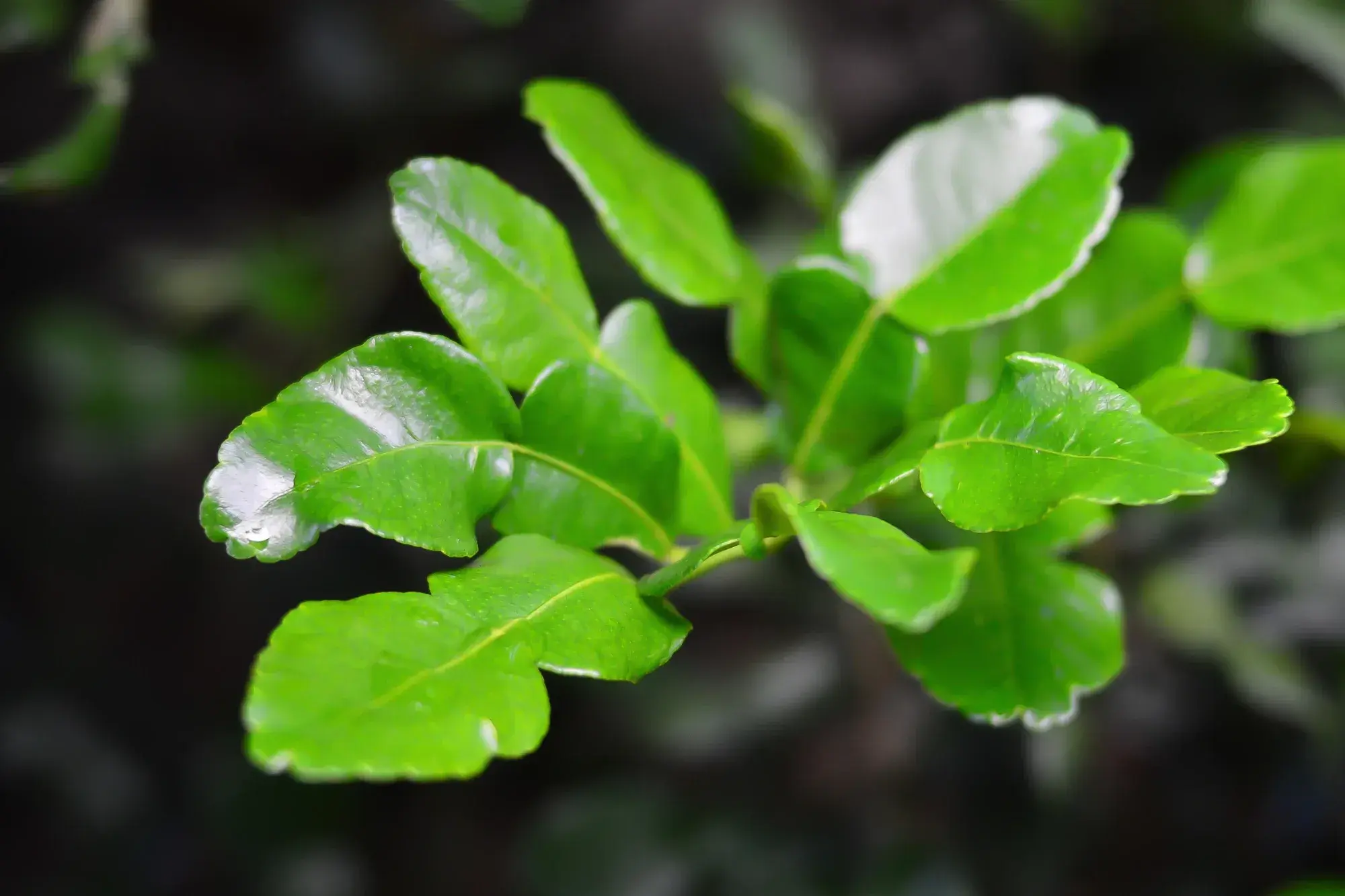 Kaffir Lime Leaves (ใบมะกรูด) Kaffir Lime Leaves (ใบมะกรูด)