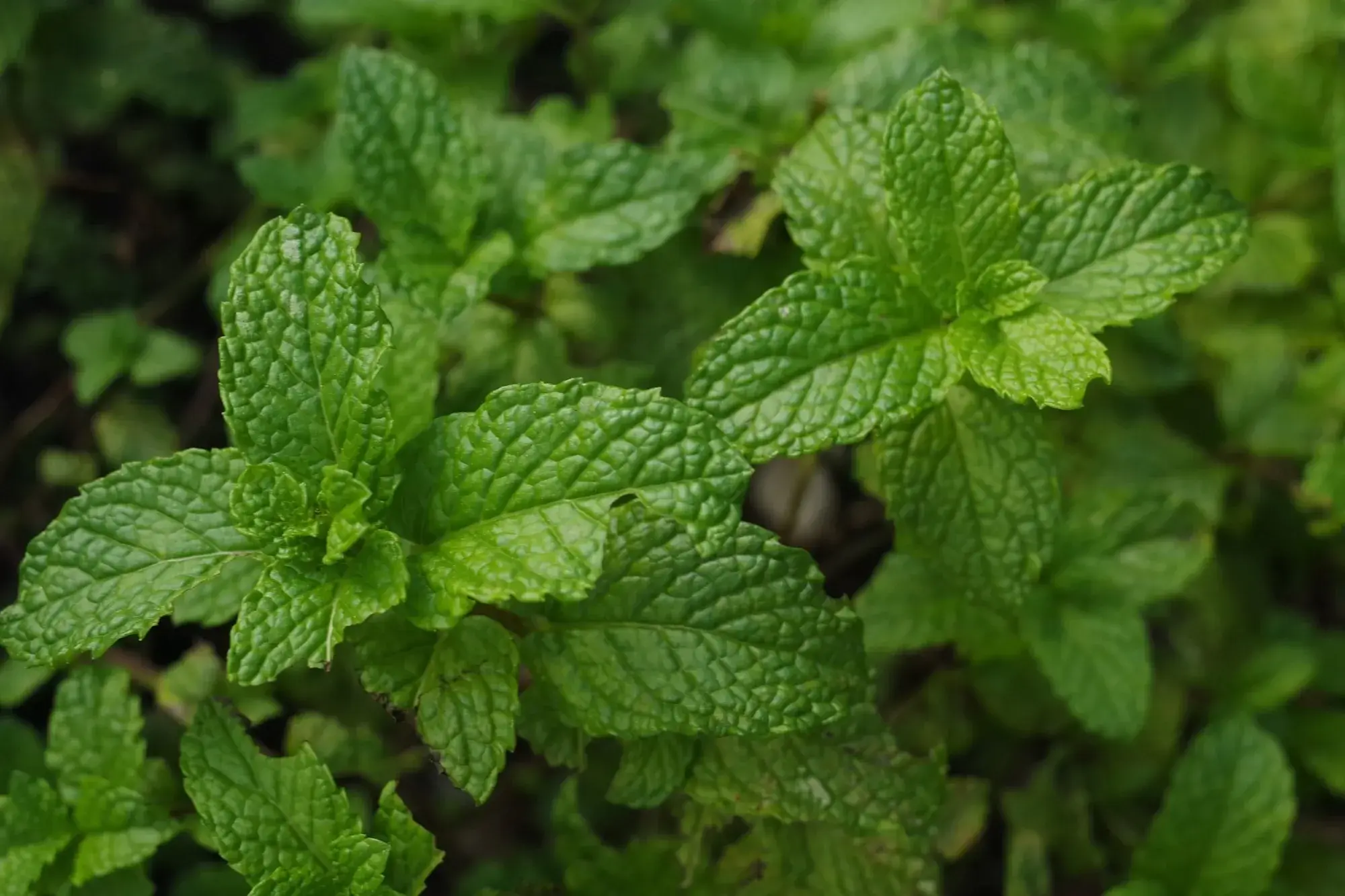 Mint (สะระแหน่) Mint (สะระแหน่)