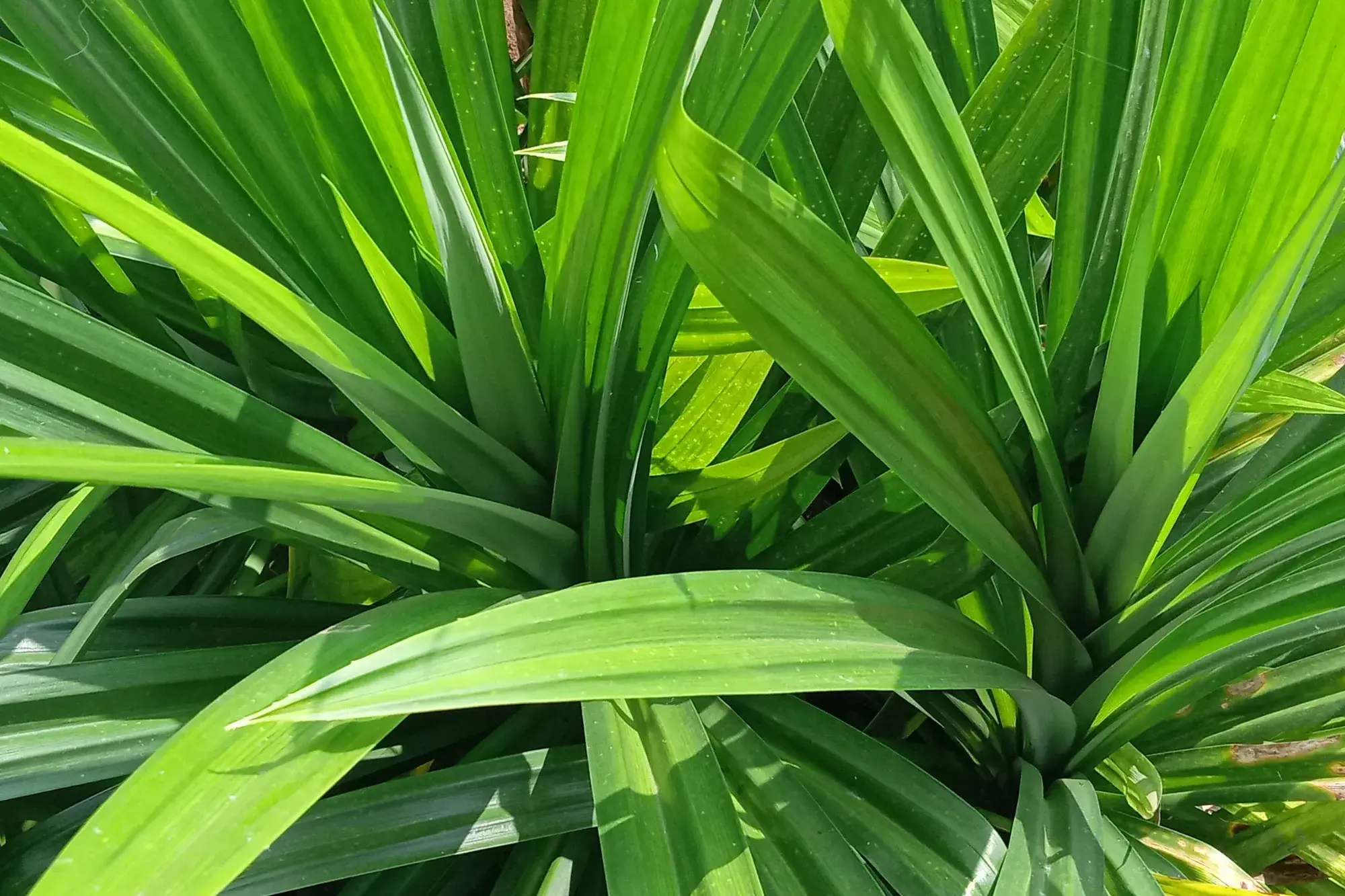 Pandan Leaves (ใบเตย) Pandan Leaves (ใบเตย)