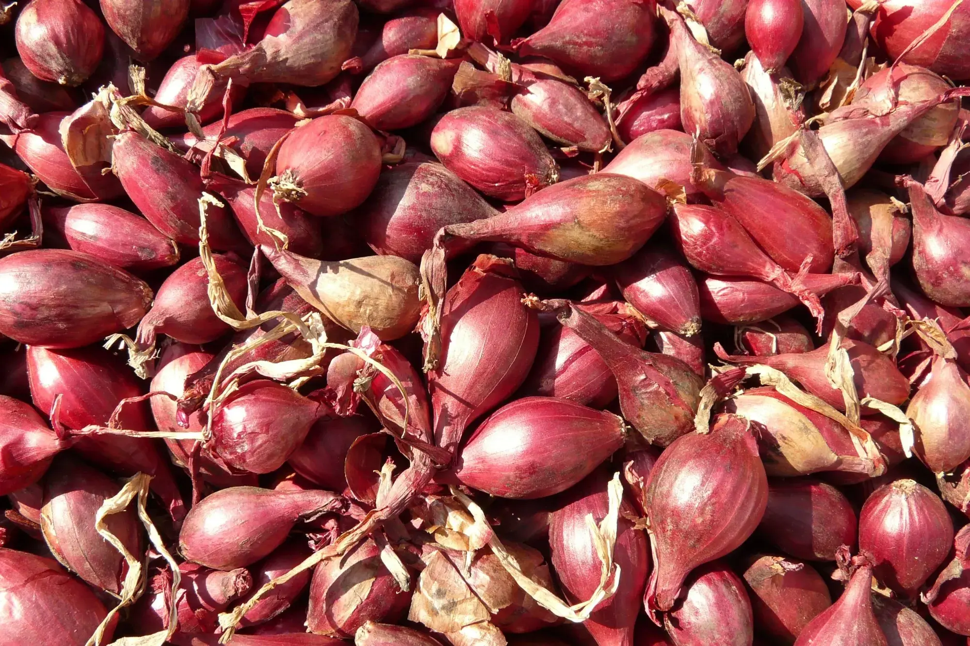 Shallot (หอมแดง) Shallot (หอมแดง)