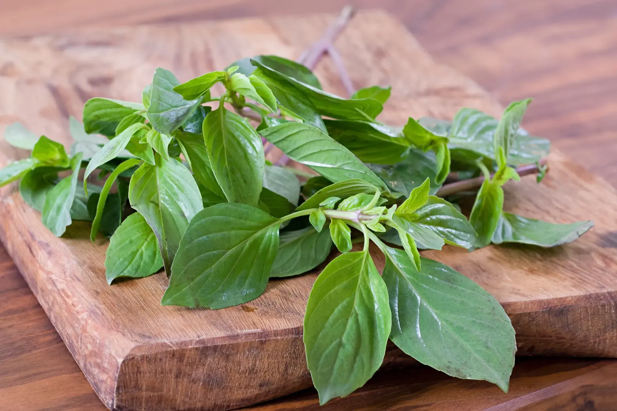 Thai Sweet Basil (โหระพา) Thai Sweet Basil (โหระพา)