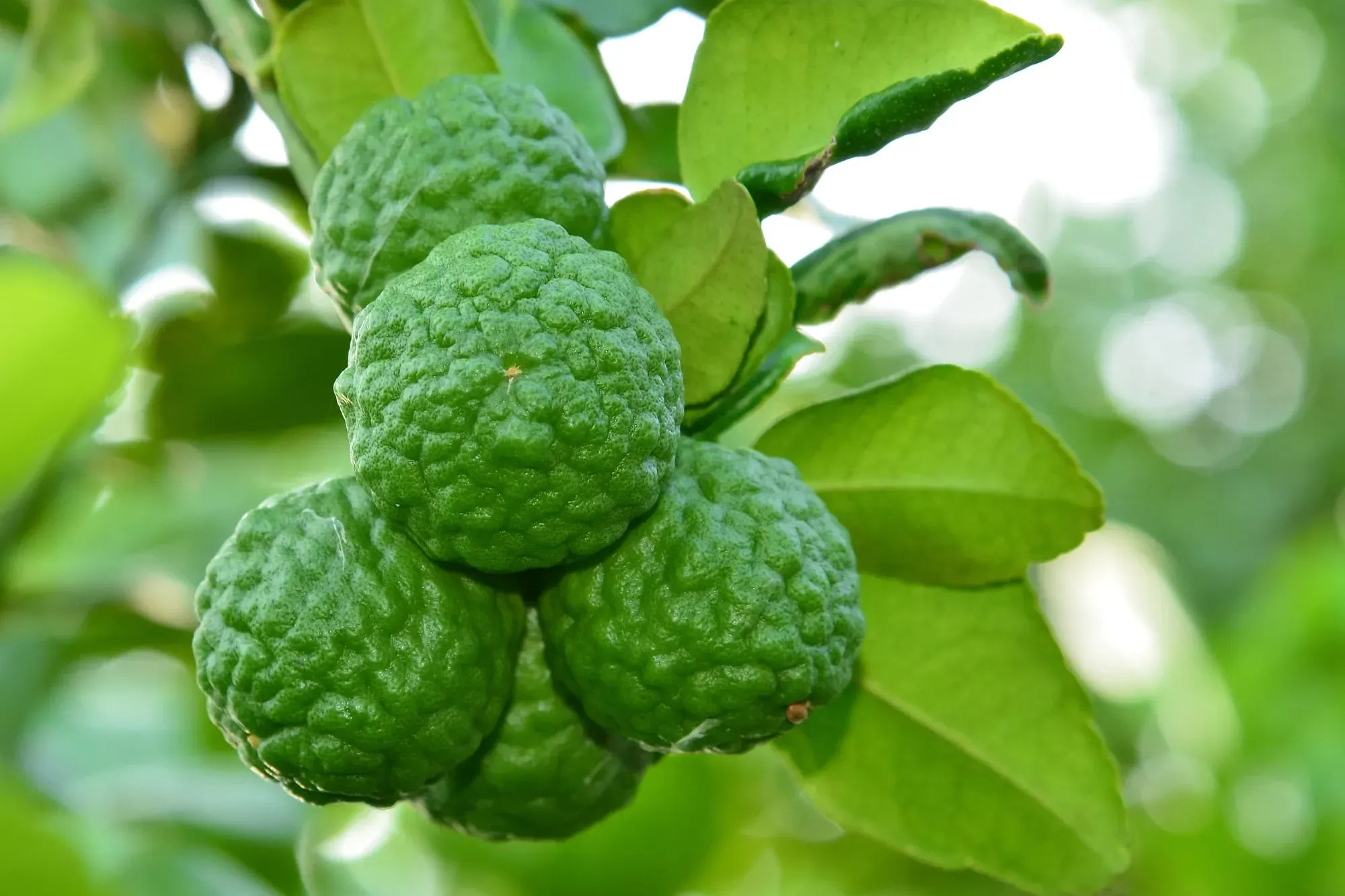 Kaffir Lime (มะกรูด) Kaffir Lime (มะกรูด)